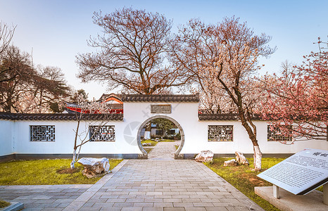 春天南京玄武湖樱洲樱桃花建筑高清图片素材