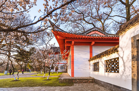 春天南京玄武湖樱洲樱桃花建筑高清图片素材