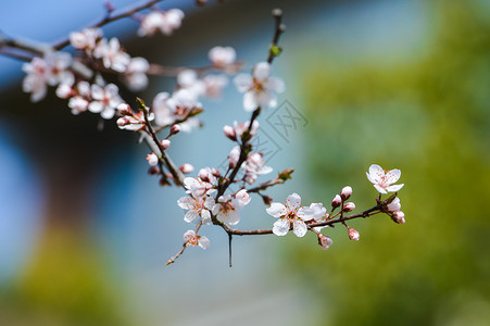 春天复苏樱花盛开背景