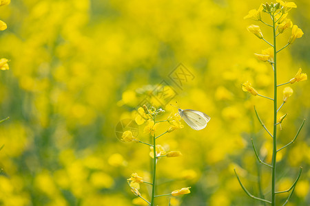 白色蝶恋花油菜花蝶恋花背景