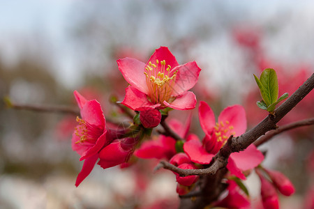 春天绽放的红色海棠花背景
