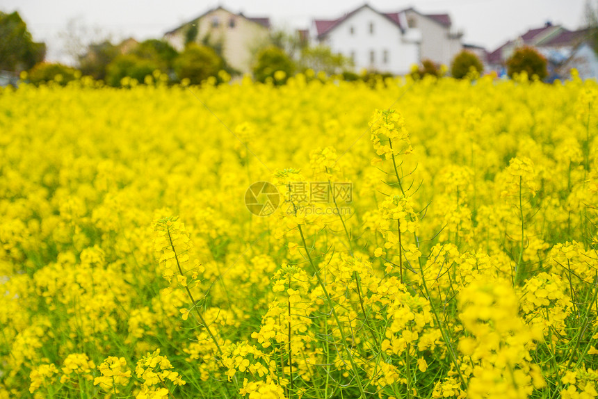 春天里的油菜花图片