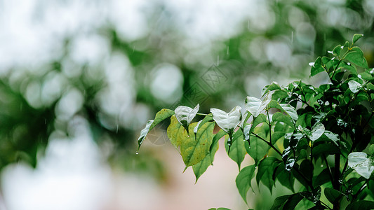 节气惊蛰雨水谷雨背景