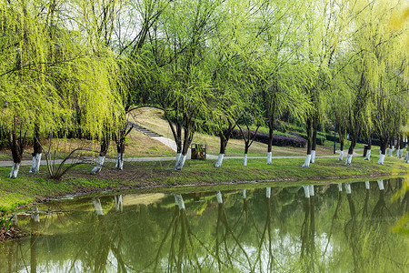 柳枝和燕子春天河堤边成排柳树背景