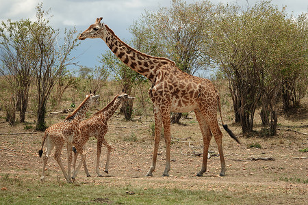 小长颈鹿非洲肯尼亚马赛马拉国家公园长颈鹿背景
