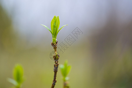 初春的植物冒新芽和花苞背景图片