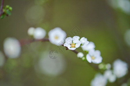 白色清新绣线菊背景图片