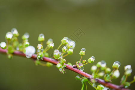 花苞上的水滴背景图片