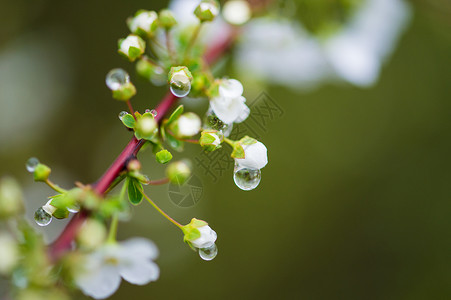 节气惊蛰花苞上的水滴背景