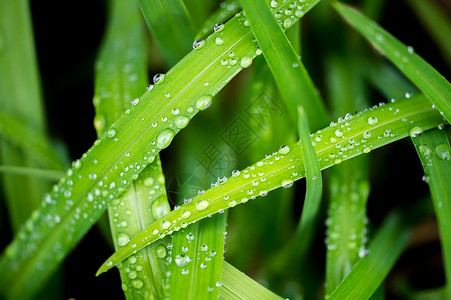 节气惊蛰绿叶上的露珠背景