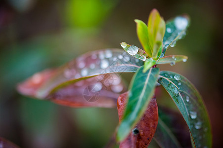 植物叶子上的水珠背景图片