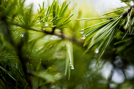 植物叶子上的水珠背景图片