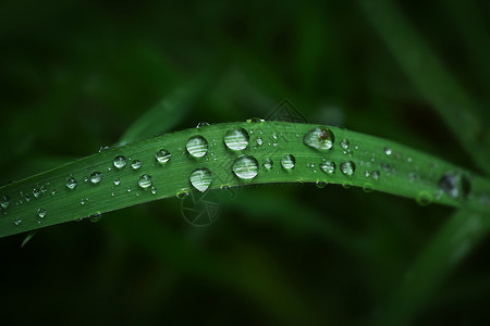 雨点素材春天植物上的雨珠背景