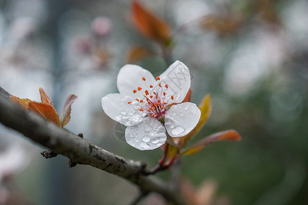 春雨中的紫叶李背景图片