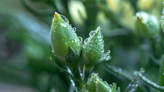 雨水谷雨花与雨水湿润高清图片