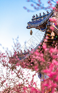 春季赏花南京明孝陵景区梅花山梅花背景