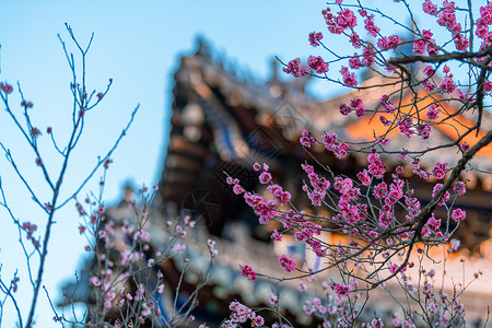 南京明孝陵景区梅花山梅花旅游高清图片素材