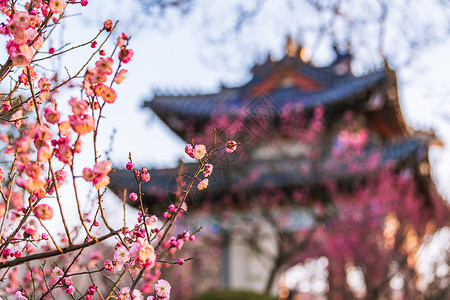 一棵梅花树南京明孝陵景区梅花山梅花背景