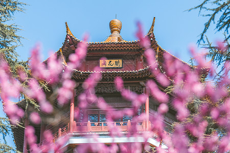 南京雨花台梅岗春天的梅花背景