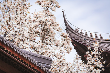 南京灵谷寺春天的玉兰花与传统建筑背景