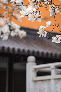 春天赏花南京灵谷寺春天的玉兰花与传统建筑背景