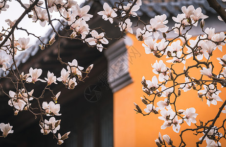 白色玉兰花南京灵谷寺春天的玉兰花与传统建筑背景