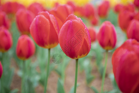 郁金香花朵缤纷的高清图片素材