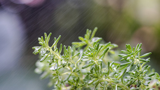 春天植物雨水生长高清图片素材