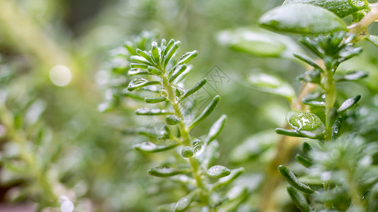 春天植物雨水水珠高清图片素材