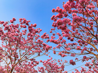 春天粉色浪漫紫色风铃花背景