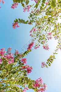 栀子花开海报春天花朵背景