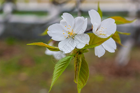 白色花枝樱花背景