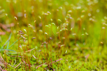 粉色苔藓苔藓萌芽背景