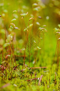 苔藓萌芽背景图片