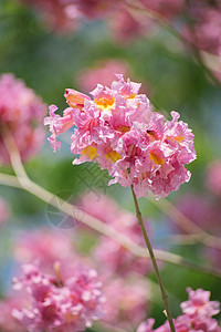 春暖花开 紫花风铃木图片