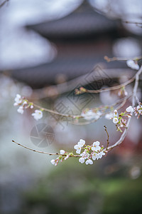 南京玄武湖樱花背景图片