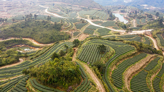 茶山航拍图片