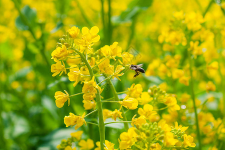 油菜花特写油菜花与蜜蜂背景