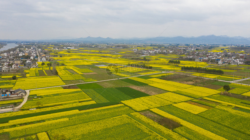 安徽泾县春季风光盛开的油菜花图片