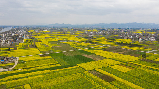 航拍油菜花安徽泾县春季风光盛开的油菜花背景