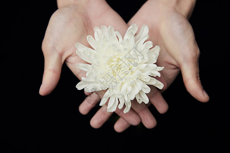 清明节静物白色菊花图片素材