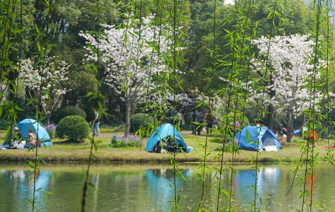 湖边垂柳春天郊游湖边帐篷背景