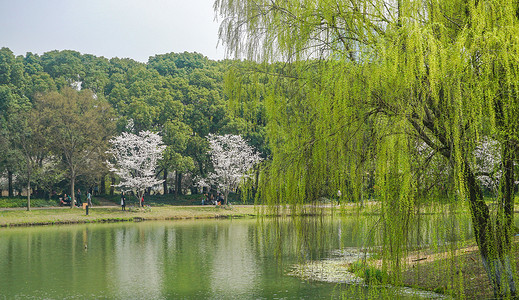 湖边垂柳樱花高清图片素材