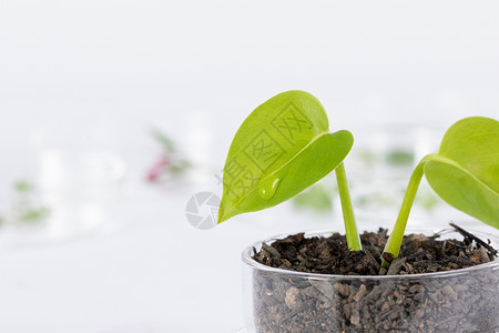 培育植物科学研究静物背景图片