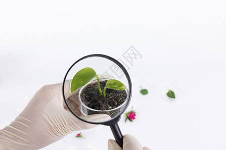 植物萃取使用放大镜观察生长中的幼苗背景
