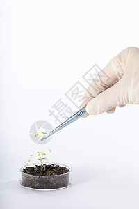培育植物科学研究静物背景图片