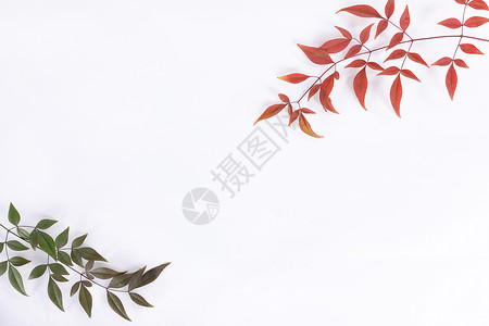 绿色叶子墙纸植物树叶背景素材静物背景