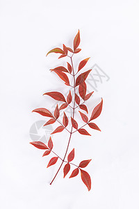 绿色叶子墙纸植物树叶背景素材红色的叶子背景
