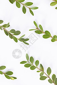 植物树叶背景素材静物图片