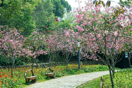 樱花小道图片